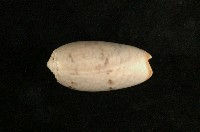 藏品(榧螺)的圖片